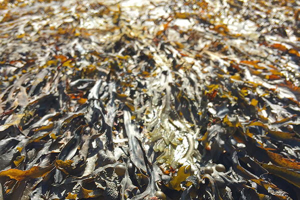 Seaweed